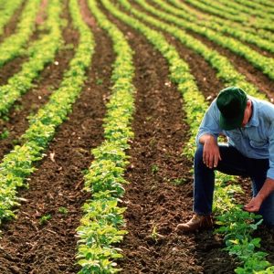 کاربرد پتاسیم نیترات صنعتی